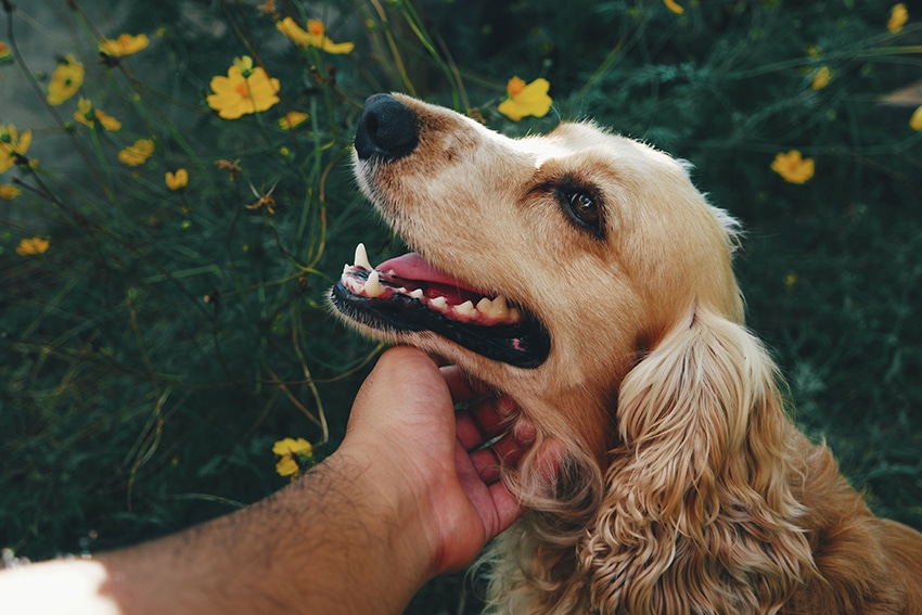 our top pick - the best dog shampoo for itchy skin