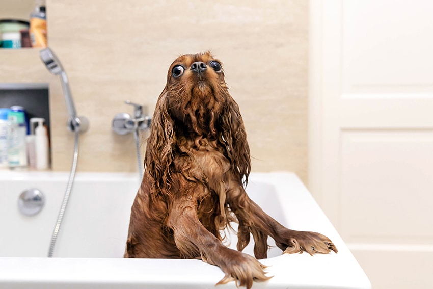 our verdict on organic dog shampoos