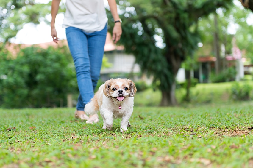 quick tips for bathing your shih tzu