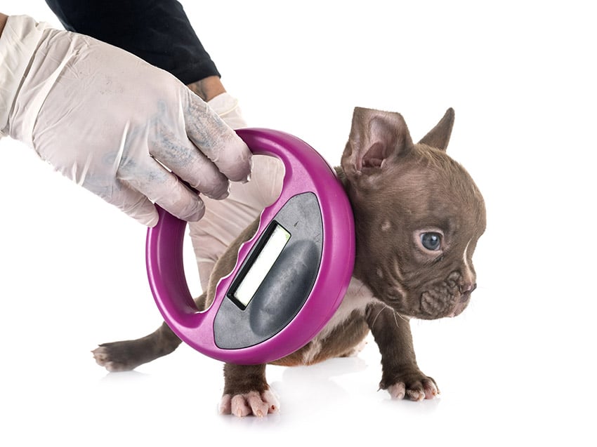 Get Your Dog Microchipped