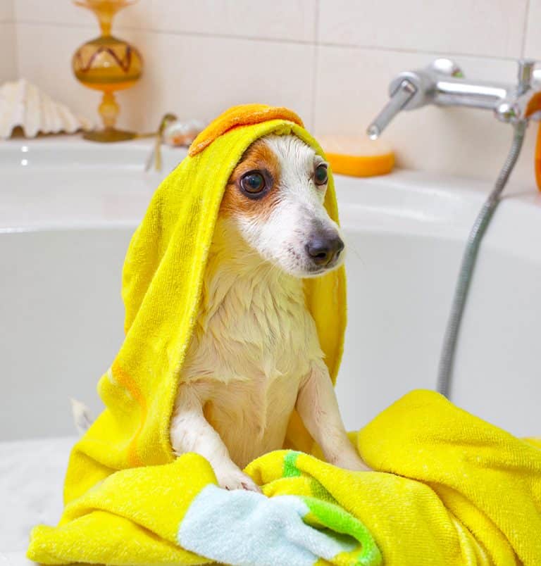 16 Best Dog Shampoos for Yeast Infection We Asked A Vet