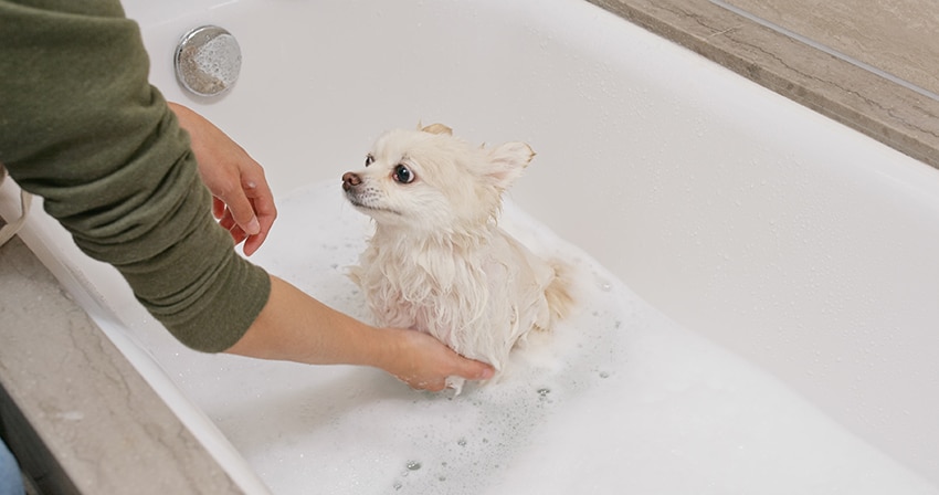 best dog shampoo for yeast infection