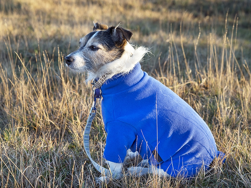 dog wearing a warm sweater