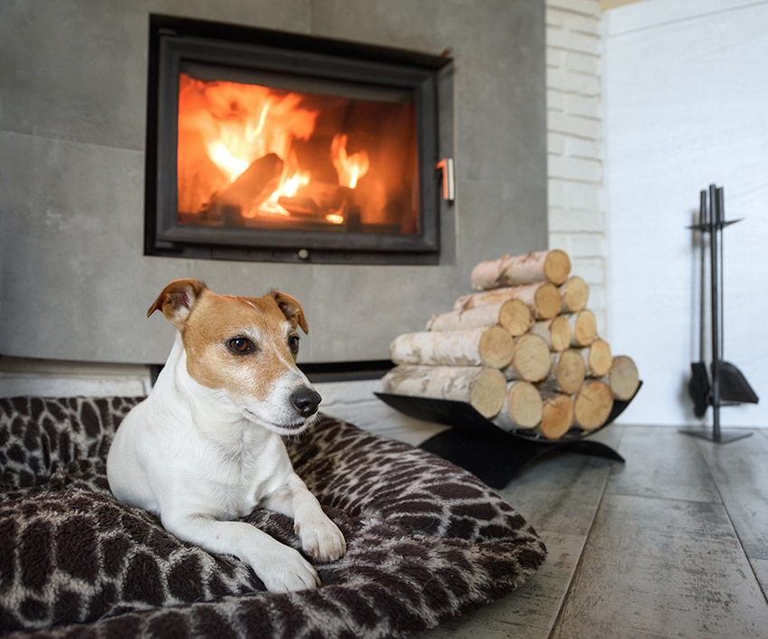 protect your dog from heaters