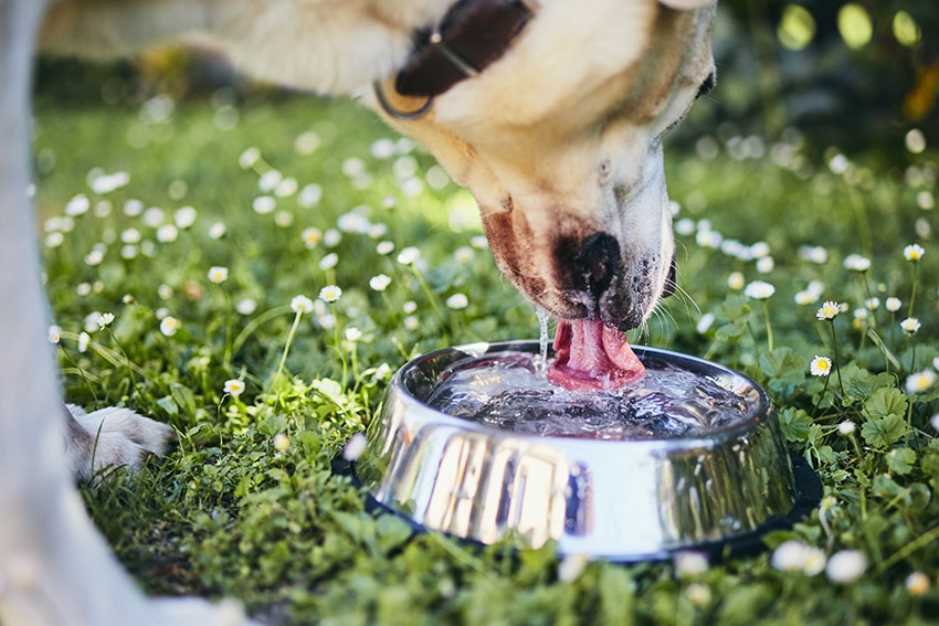 provide plenty of potable water for your dog