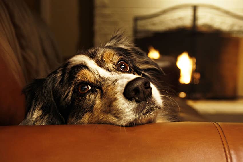 provide warm bedding for your dog