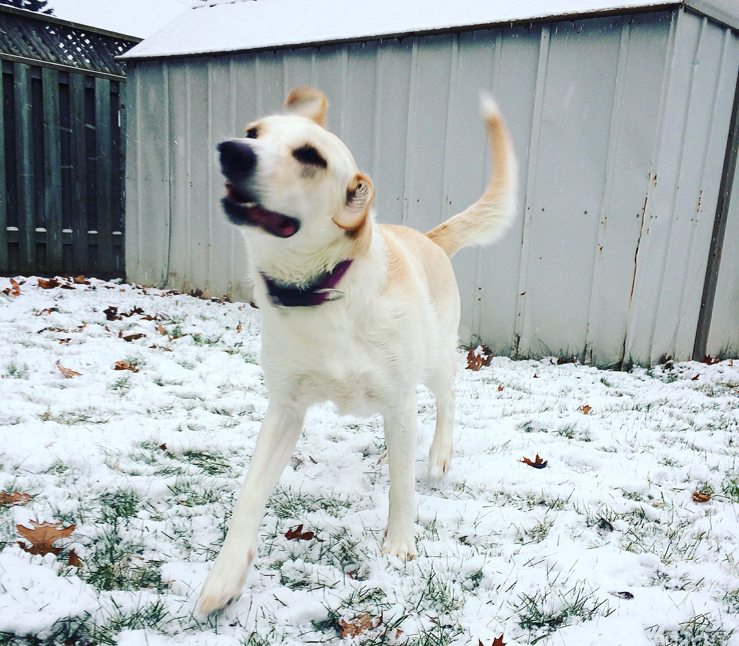 snow maintenance for dog safety