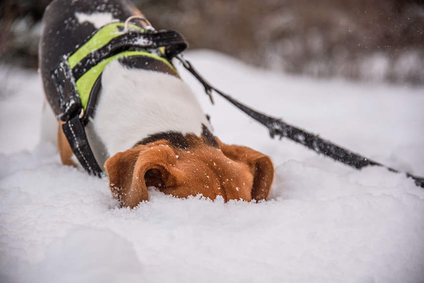 the dangers of antifreeze to your dog