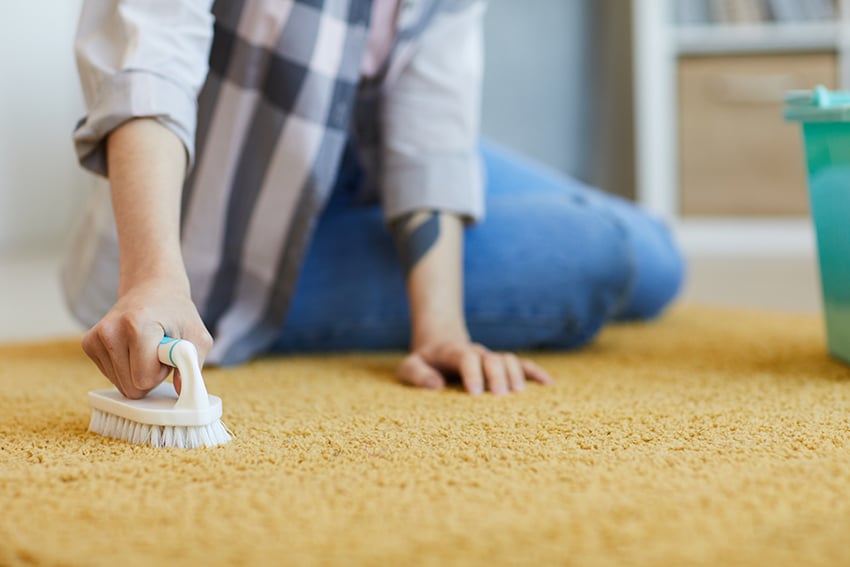 how-to-get-dog-prezzies-out-of-carpet-smell-pee-poop-hair-vomit