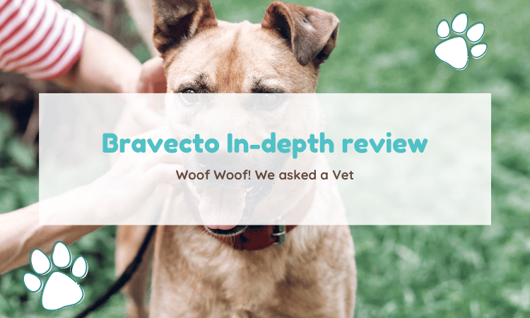 Bravecto In-Depth Review: We asked a vet - FluentWoof