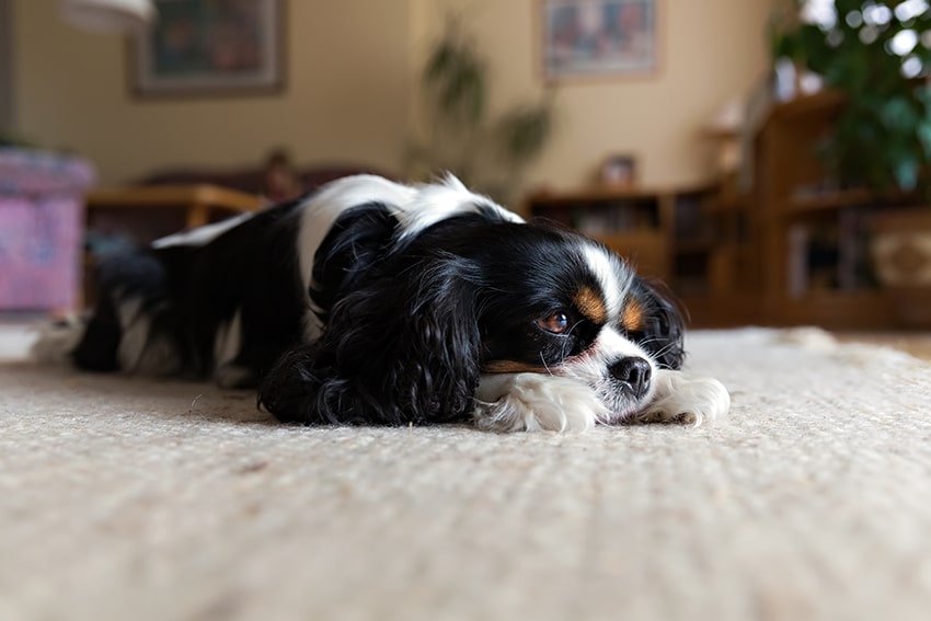 dog lying on a clean carpet