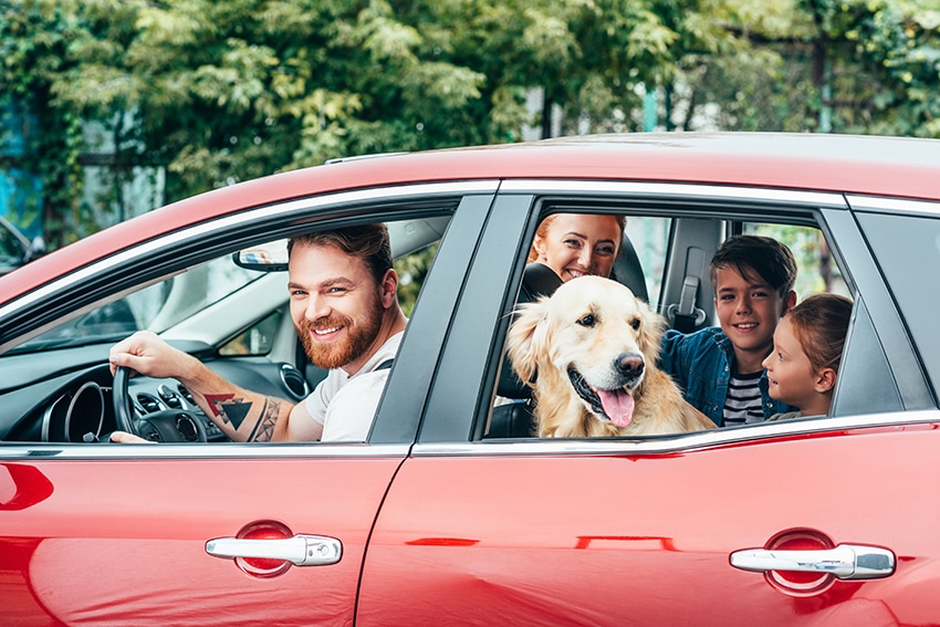 dogs in the car with family