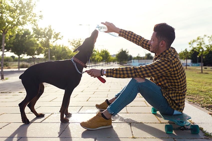 keep your dog well hydrated