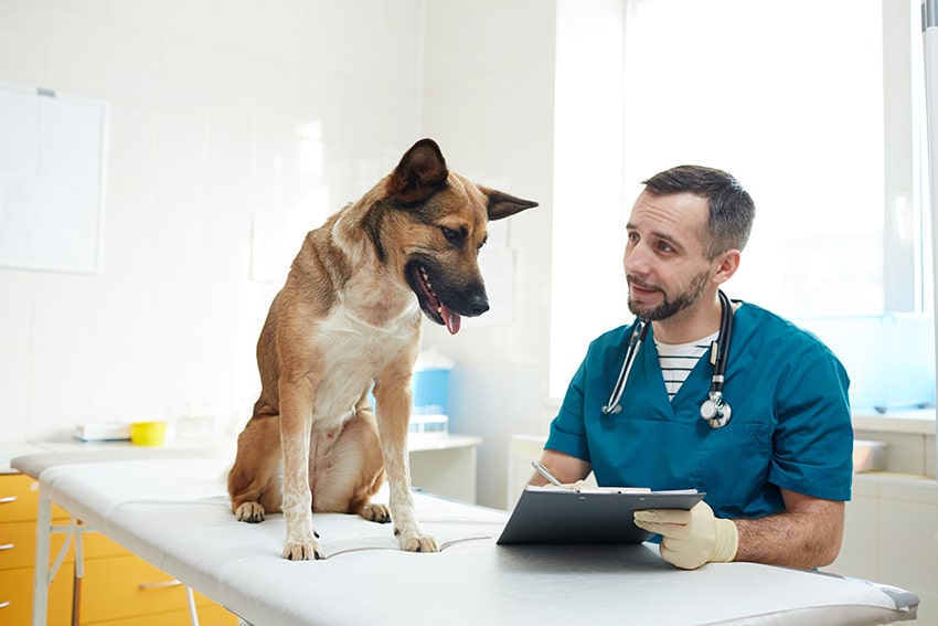 keep your local veterinary clinic contact information with you