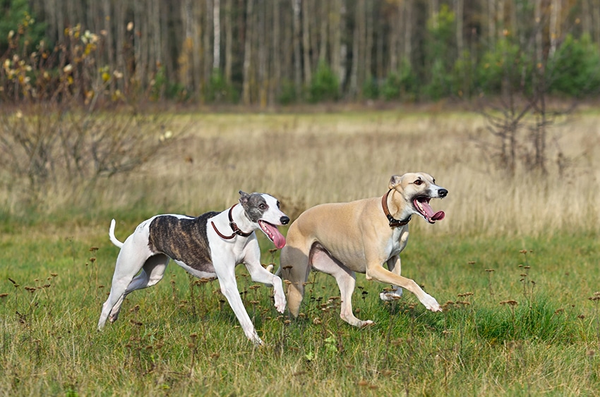 learn your dogs body language