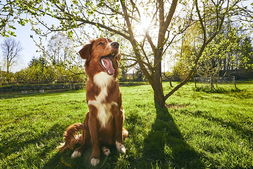 monitor your pets following a fire