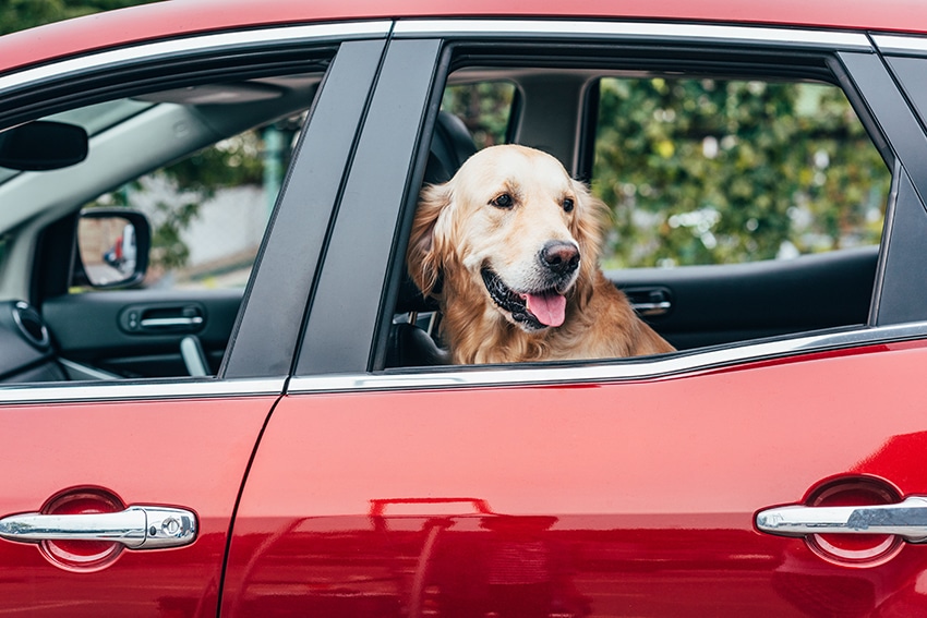 never leave your dog alone in the car