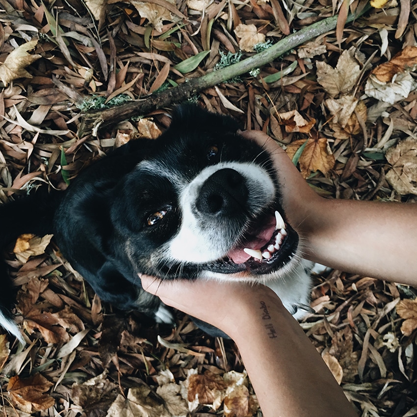 can i take seresto dog collars off after hike