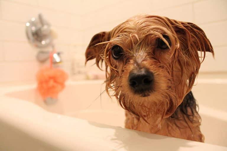 20 Best Yorkie Shampoos Buyer's Guide + Reviews