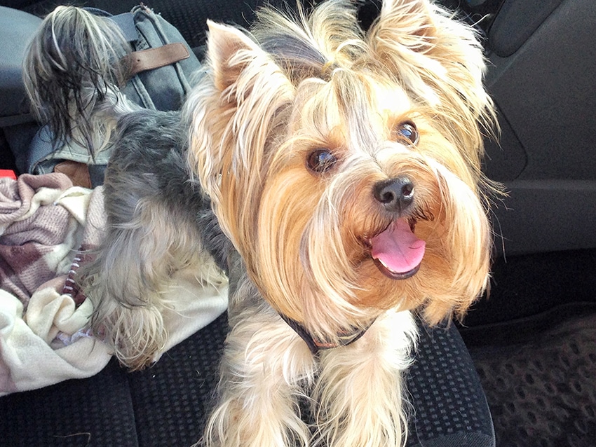 Ingredients to Avoid in Yorkie Shampoos