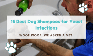 best dog shampoo for yeast infection