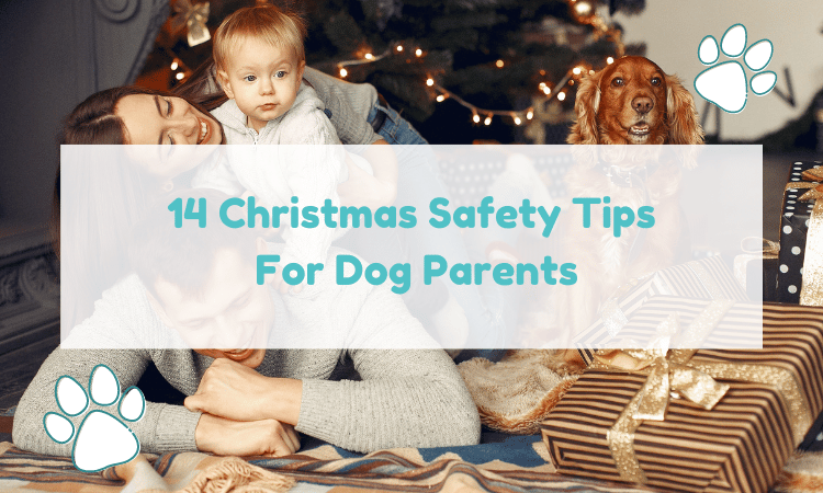 dog Christmas safety tips