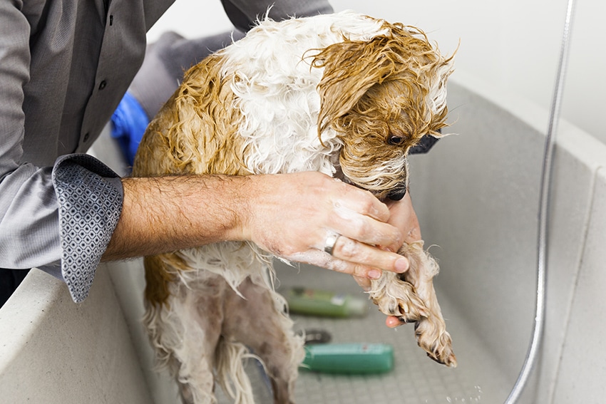 dog shampoo for itchy skin