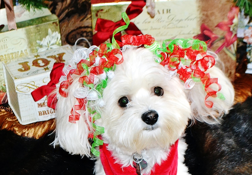 keep table decorations dog-safe