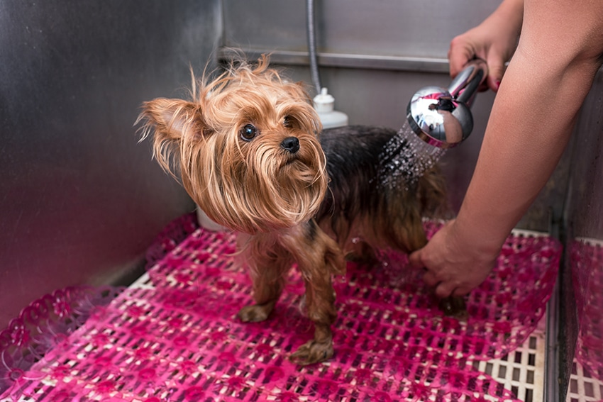20 Best Yorkie Shampoos Buyer's Guide + Reviews