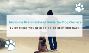 dog hurricane preparedness