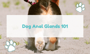 anal glands in dogs