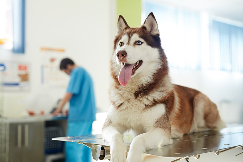 dog visiting the vet for anal glands treatment