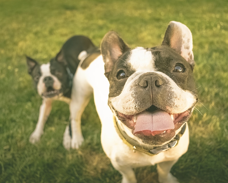 Boston Terrier brothers staring happily at the cameraman that holds a delicious snack