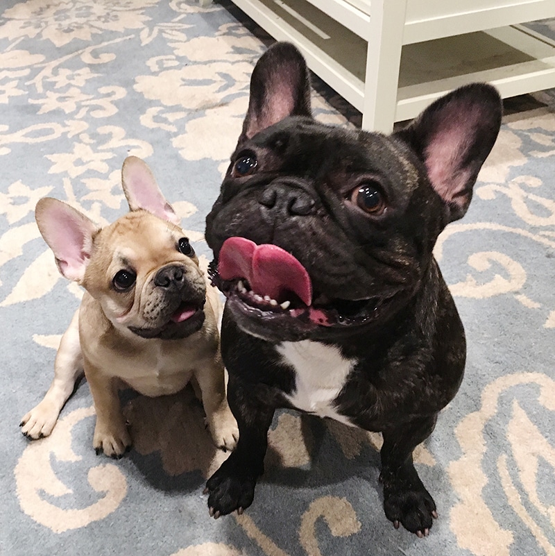 Two Frenchies looking up and behaving for a treat