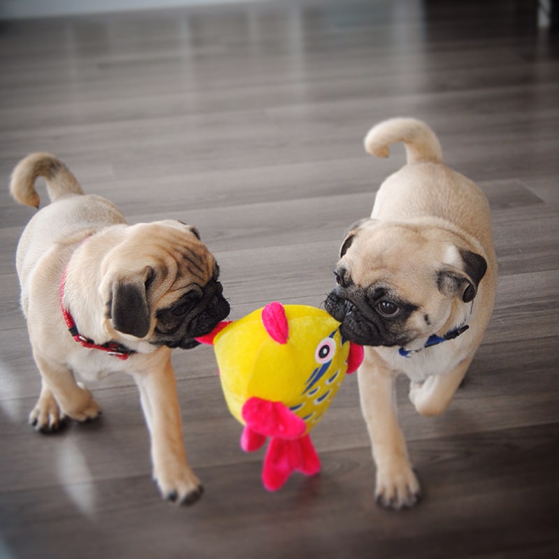 Two cute pugs pulling the same yellow fish toy, hoping to get their meal soon