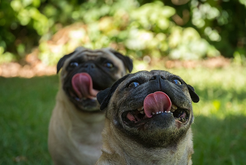 Cute pugs licking their lips and waiting to be fed