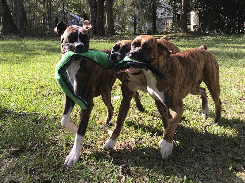 A boxer family is demonstrating teamwork and carrying something green in their mouth all together