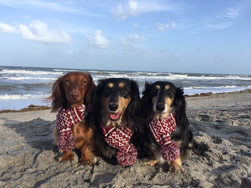 Three generations of Dachshunds begging for food from the cameraman at the beach