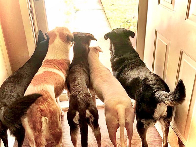 5 dogs waiting to try for the first time a lamb and rice meal for their dinner