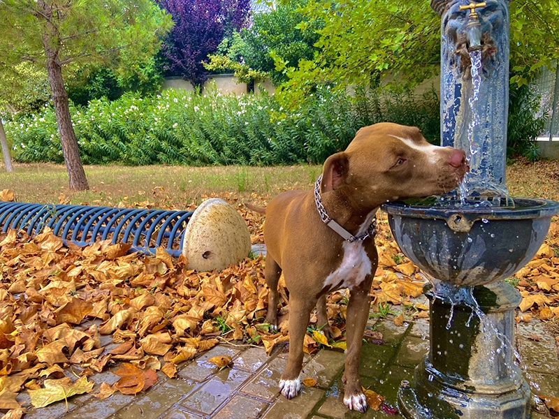 Pitbull is drinking water from the fountain