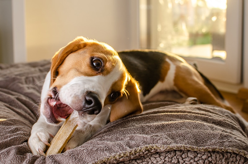 Beagle puppy chewing a bone