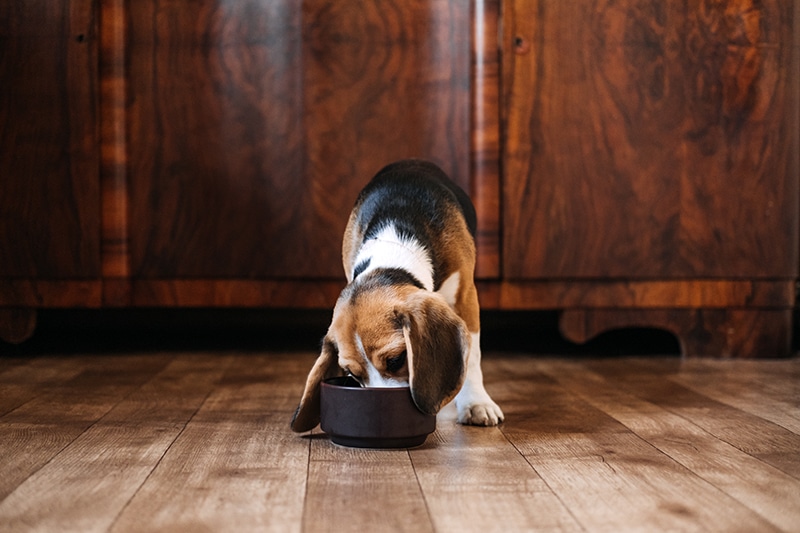 A Beagle puppy is demolishing his food bowl full of premium nutrients