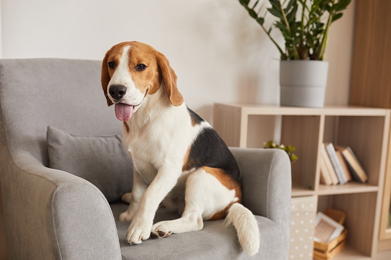 A calm Beagle is seating on an armchair and listening to what he's being said