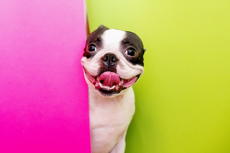 Cute Boston terrier is sneaking from behind some odd objects