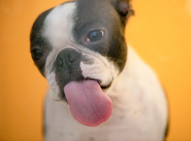 Curious Boston Terrier licks the camera that is taking his picture, wondering what's on the other side