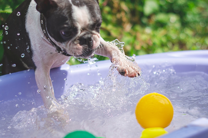 Smart Boston Terrier is reviewing colorful balls inside a bath of water