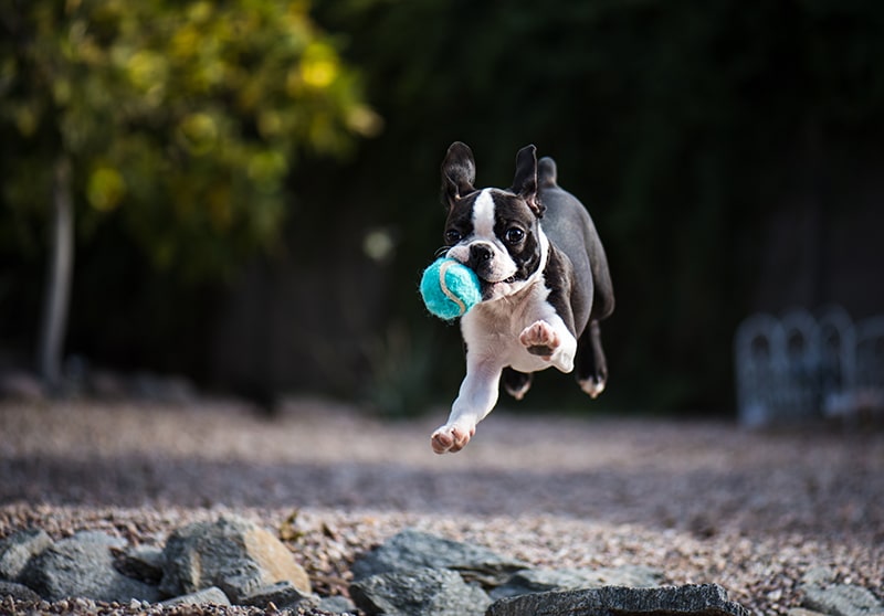 A Boston Terrier is keeping his healthy routine by jumping high after a tennis ball at a beautiful forest