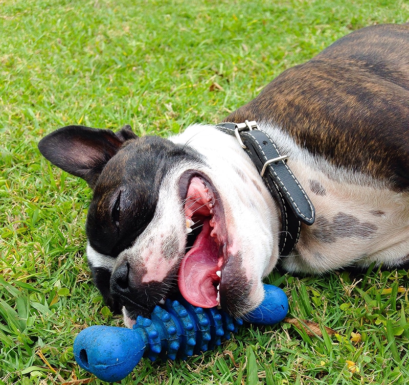 Boston Terrier lies on grass with a toy overwhelmed with the decision he needs to make about his food