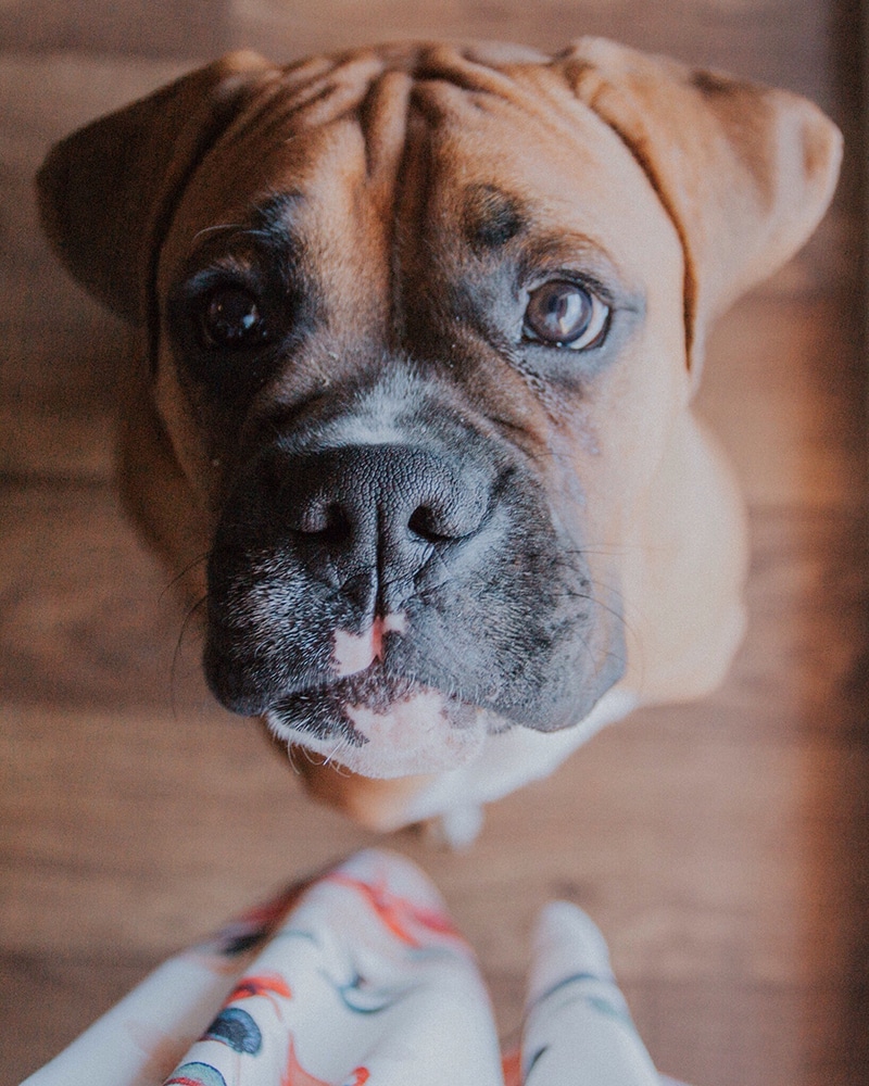 Cute boxer is looking straight to her human mom with her adorable puppy eyes and subconsciously asking her mom to make a decision on her food