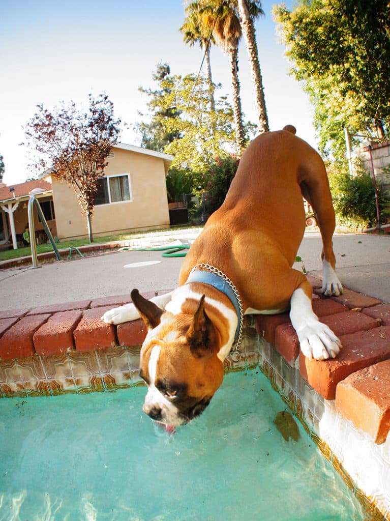 Cute boxer is drinking water from the swimming pool